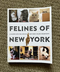 Felines of New York