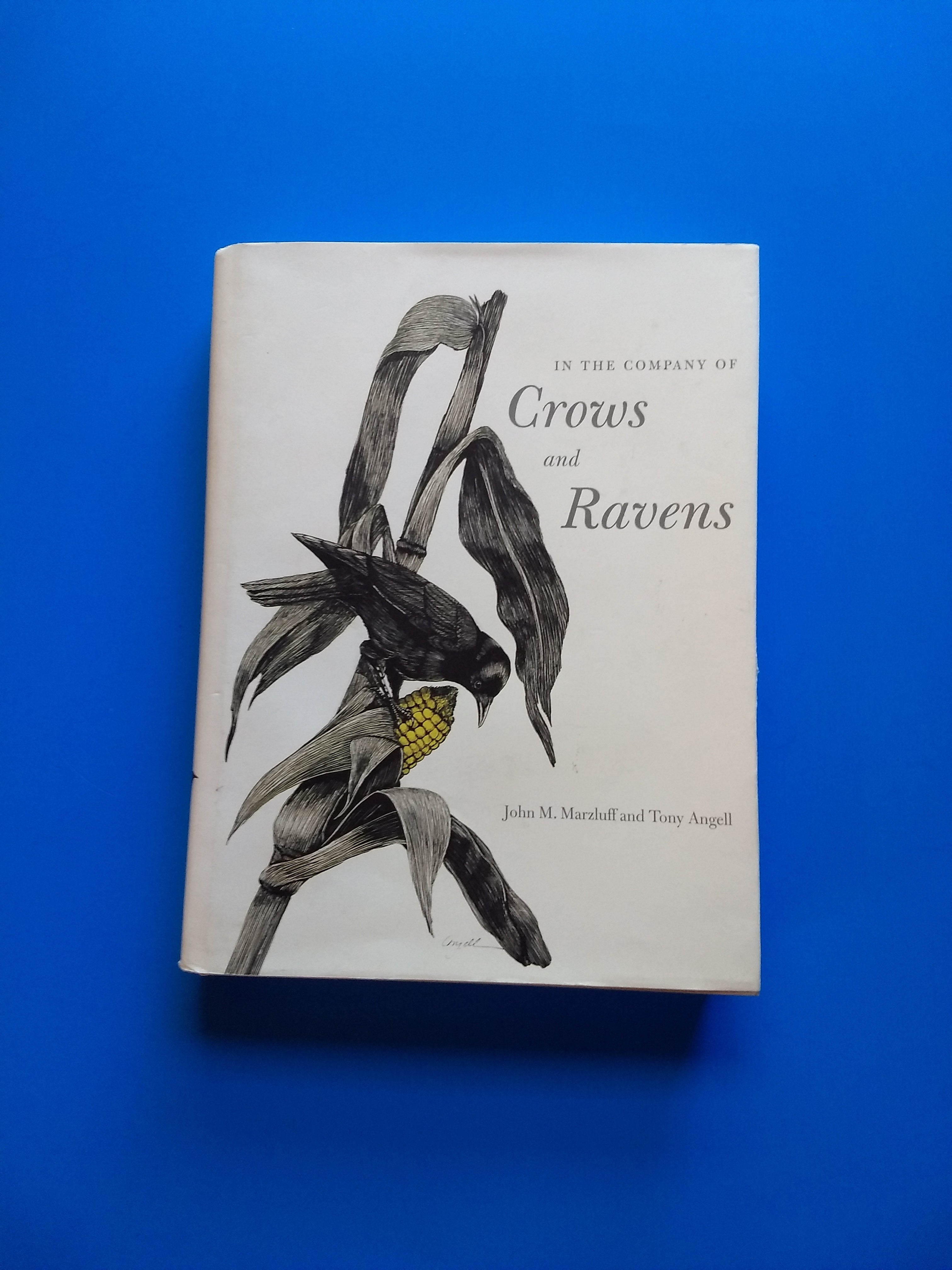In the Company of Crows and Ravens