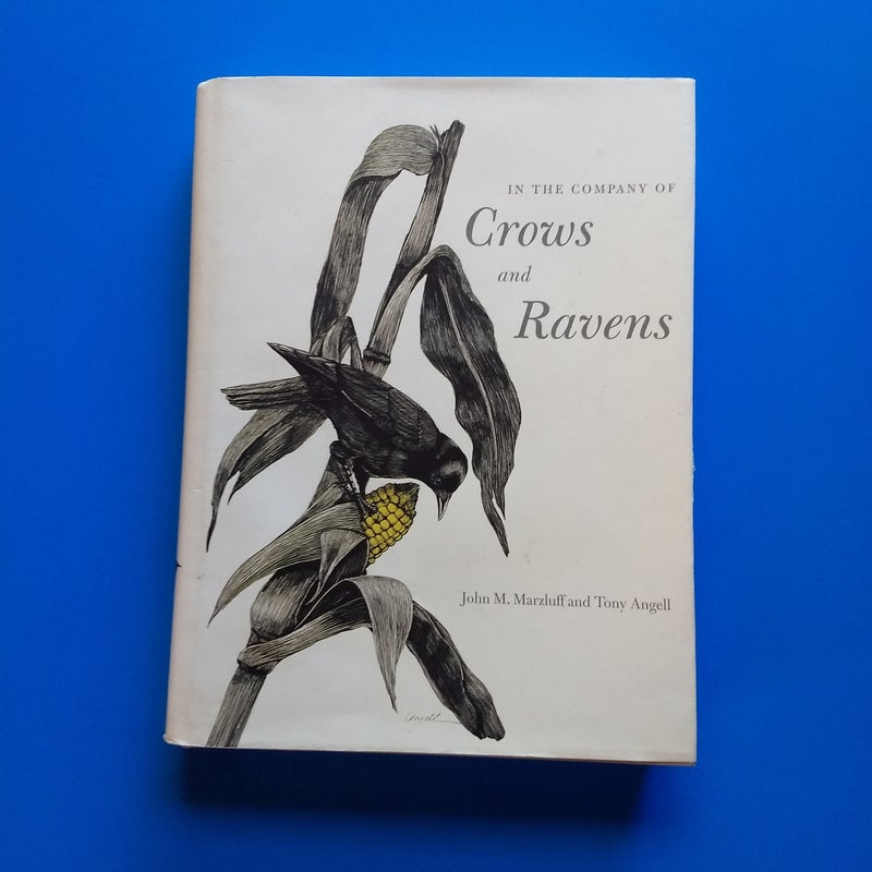 In the Company of Crows and Ravens