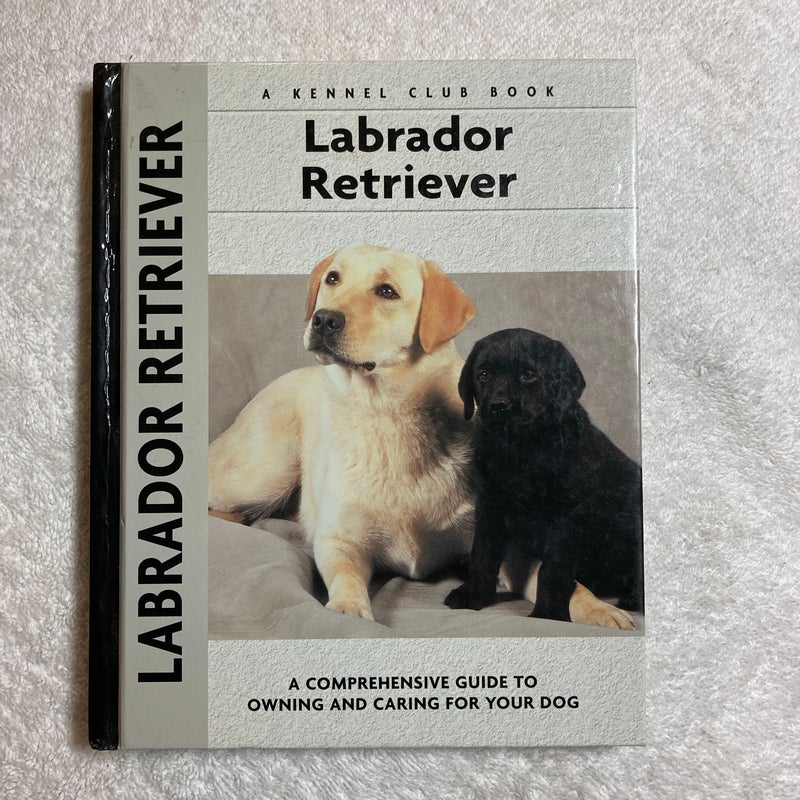 Labrador Retriever #4