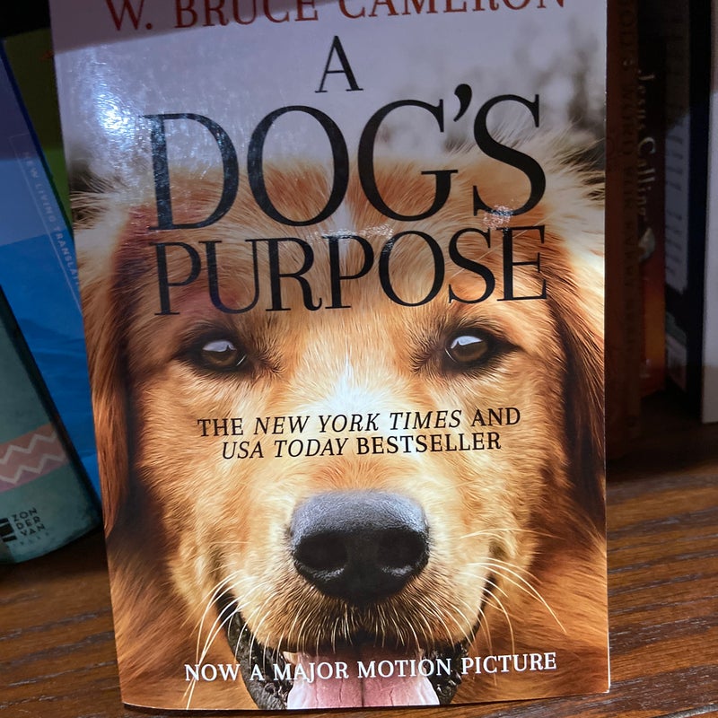 A dog’s purpose no hi