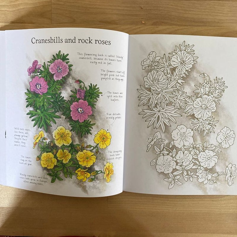 Wildflowers to Color