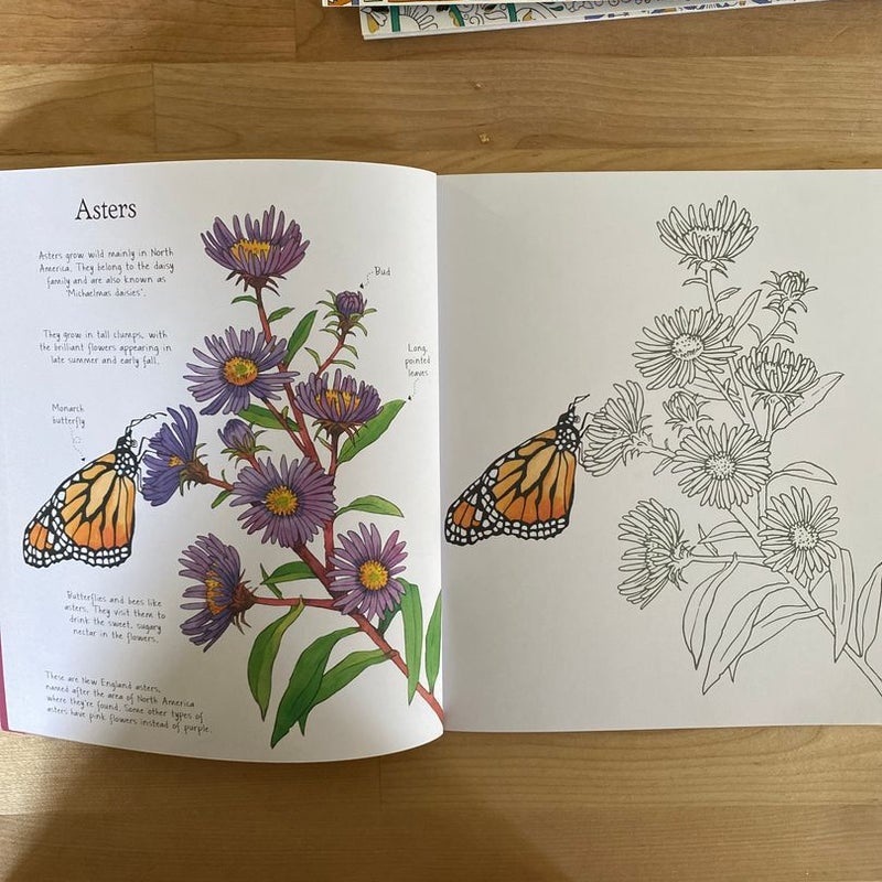Wildflowers to Color