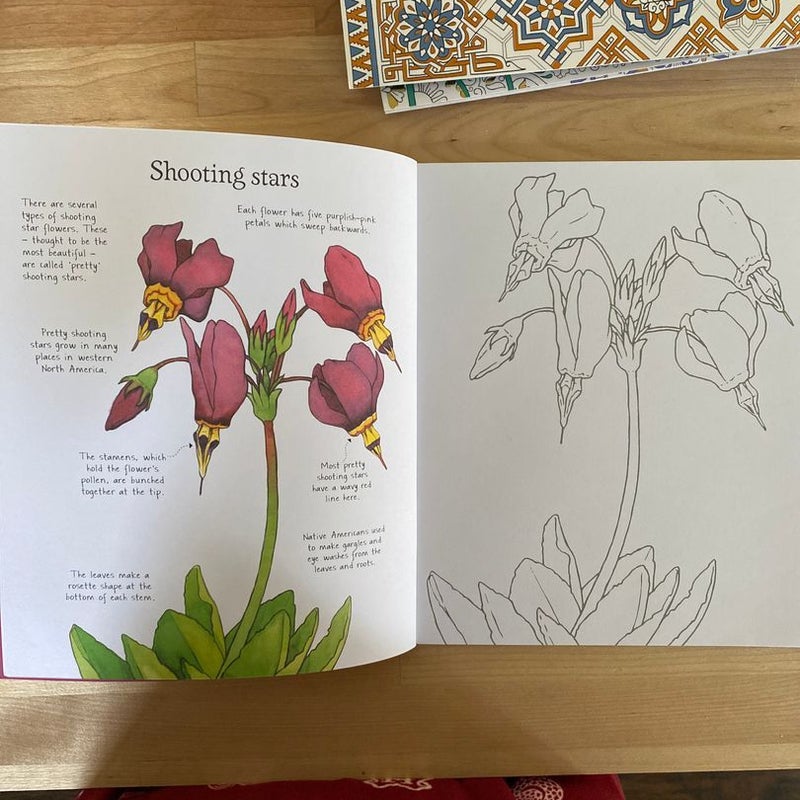 Wildflowers to Color