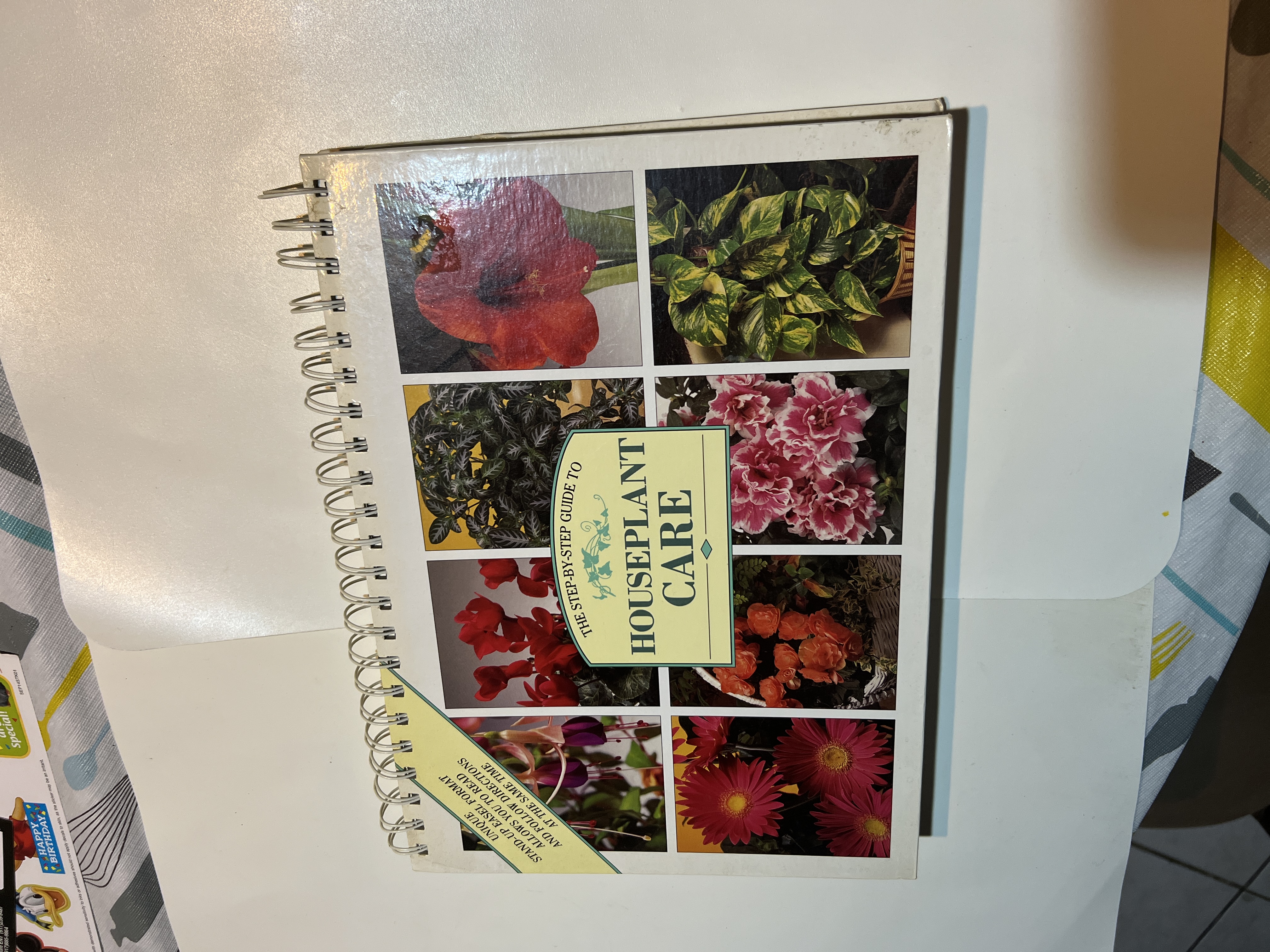 The Step-By-Step Guide to Houseplant Care