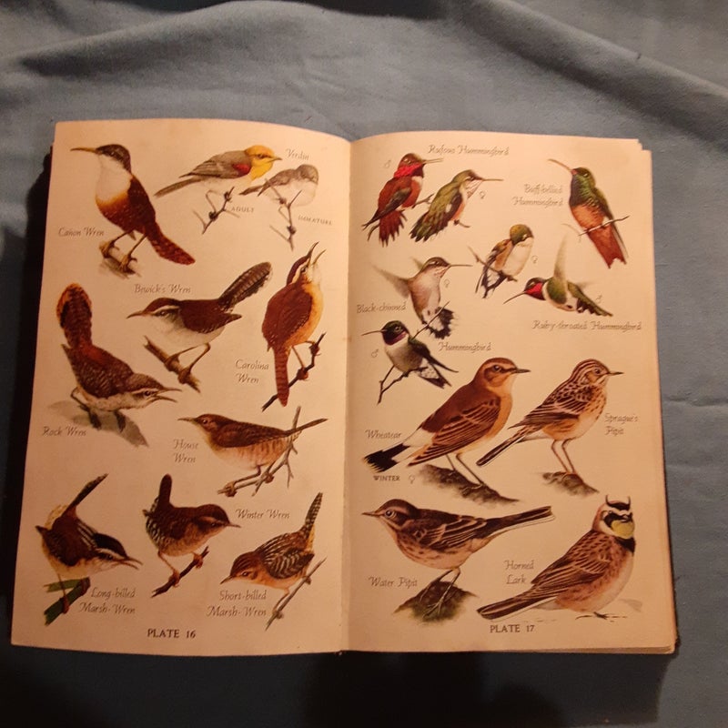 Audubon Bird Guide