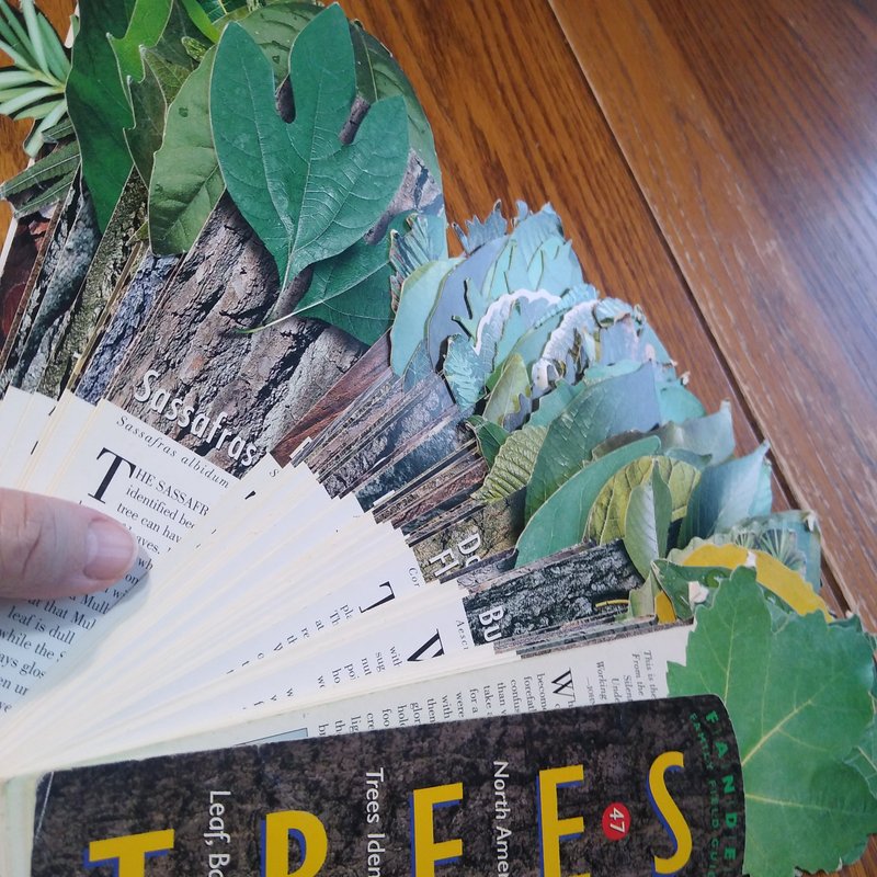 Fandex Family Field Guides Trees (Fandex Family Field Guides): Steven