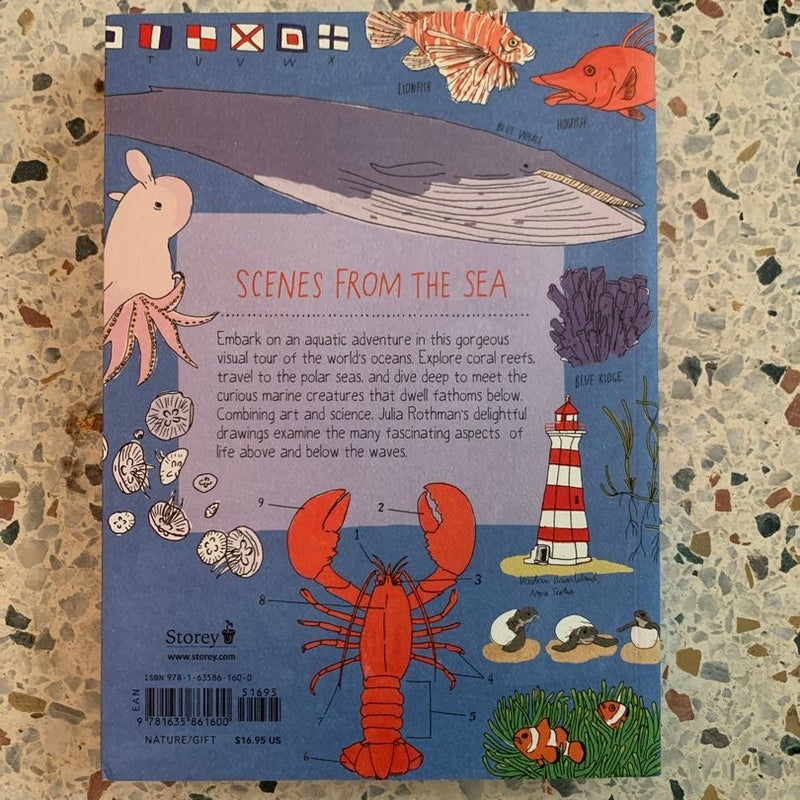 Ocean Anatomy
