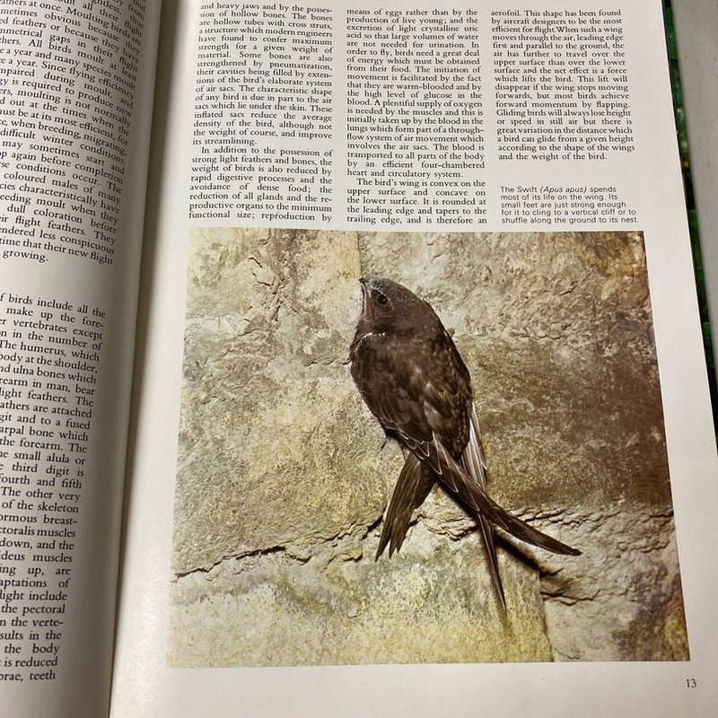 The Wonderful World of Birds and Their Behaviour