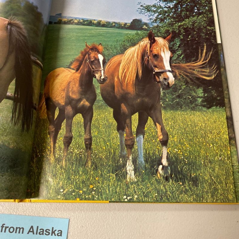 All Colour Book of Horses