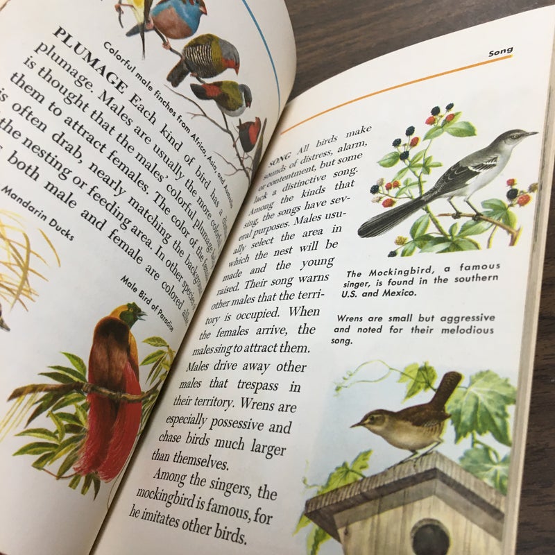 Birds, a golden book