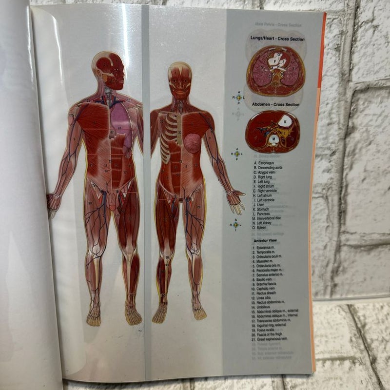 Structure and Function of the Body - Softcover