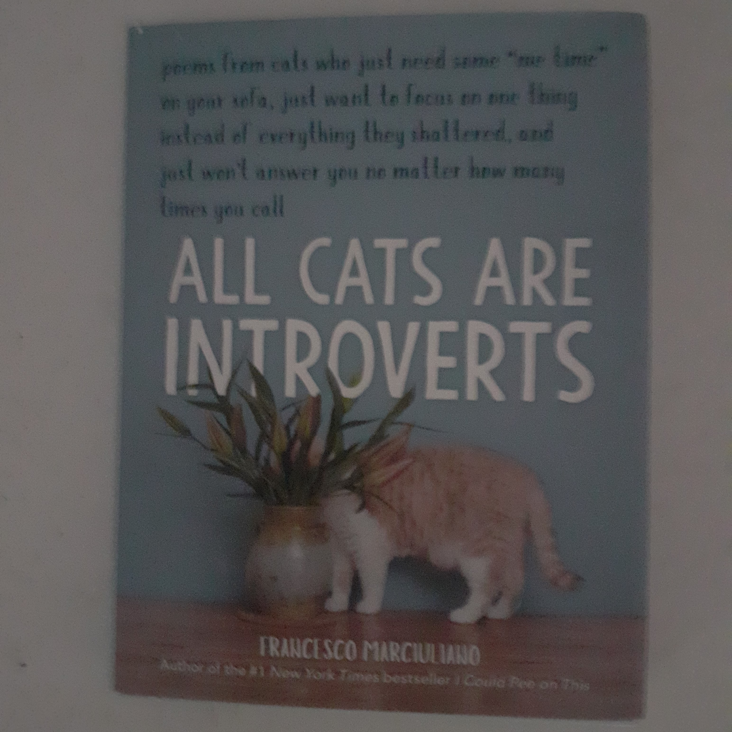 All Cats Are Introverts