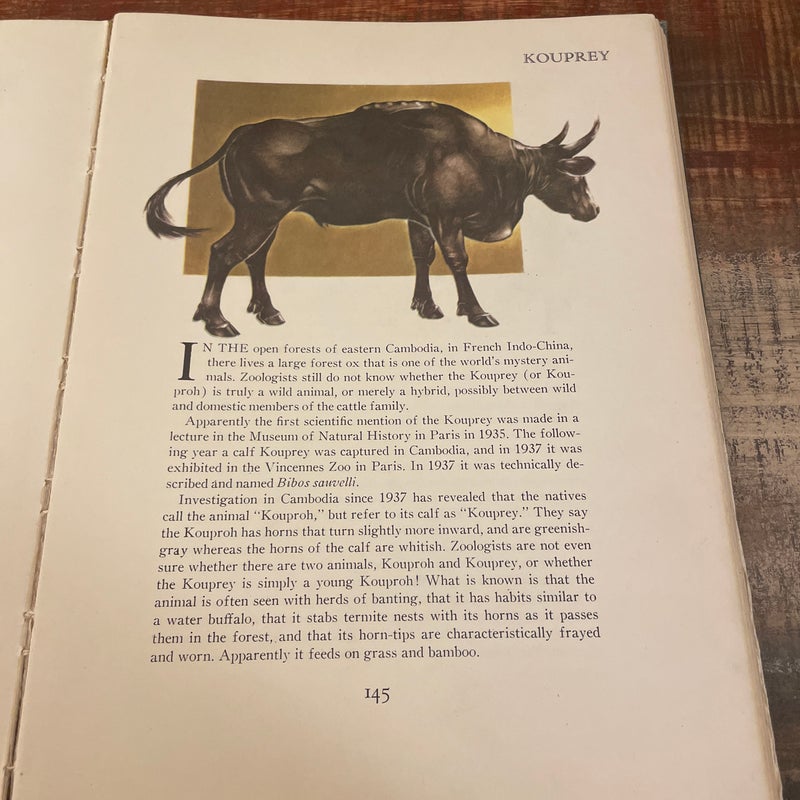 Wild Animals of the World (VINTAGE/ANTIQUE, 1948)