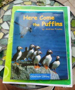 Here Come the Puffins