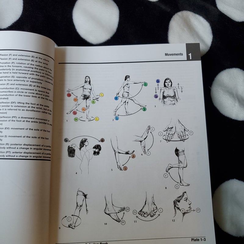 Netter's Anatomy Coloring Book Updated Edition