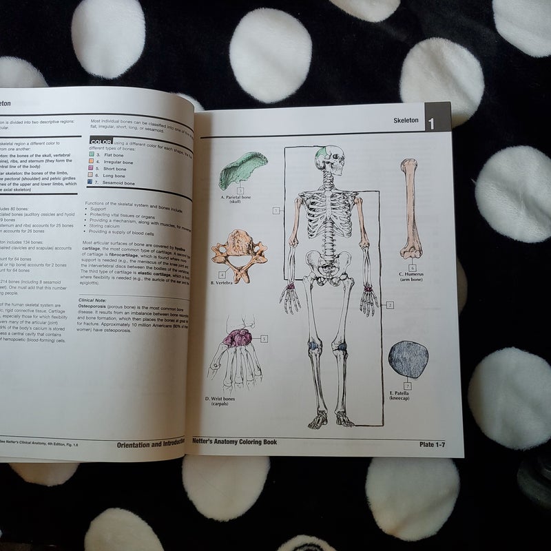 Netter's Anatomy Coloring Book Updated Edition