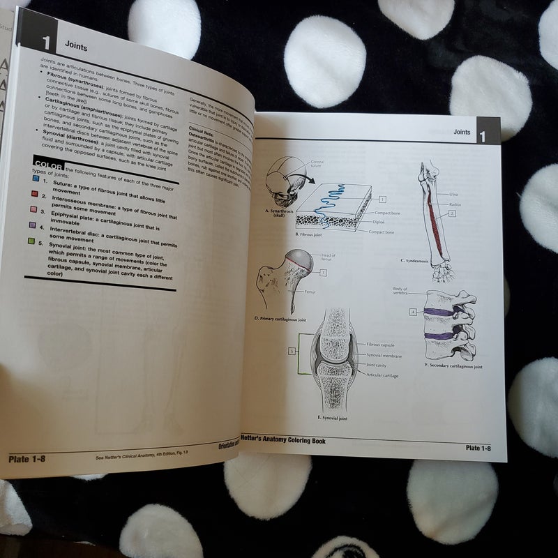 Netter's Anatomy Coloring Book Updated Edition