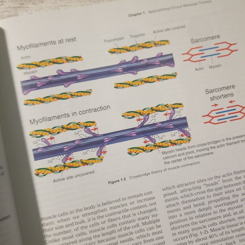 Basic Clinical Massage Therapy by James H. Clay; David M