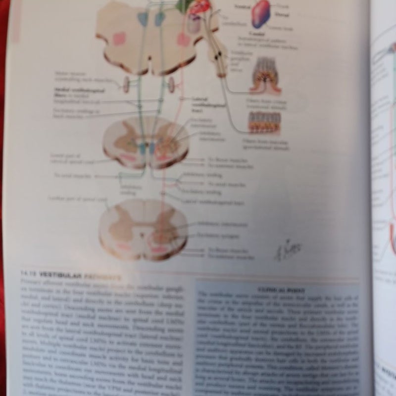 Netter's Atlas of Neuroscience