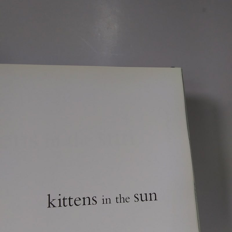 Kittens in the Sun