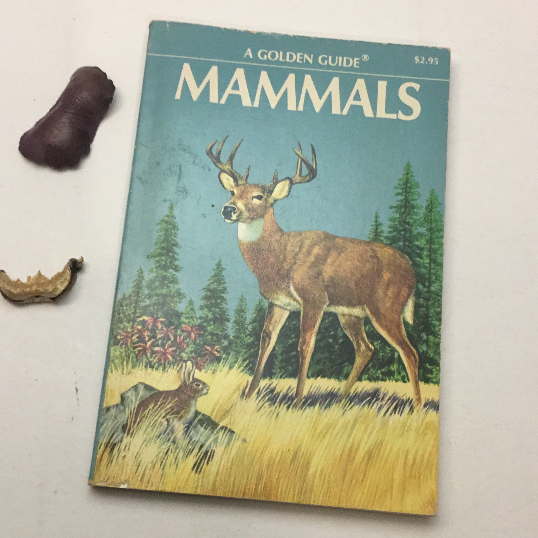 Guide to Mammals