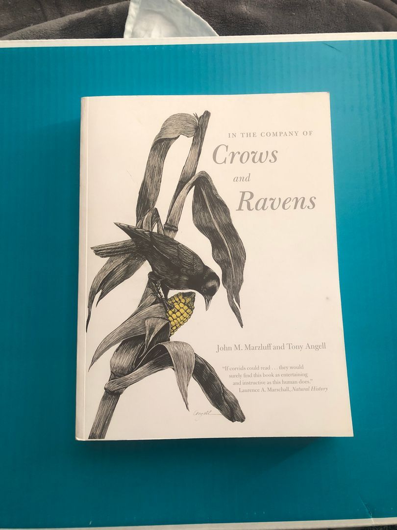 In the Company of Crows and Ravens