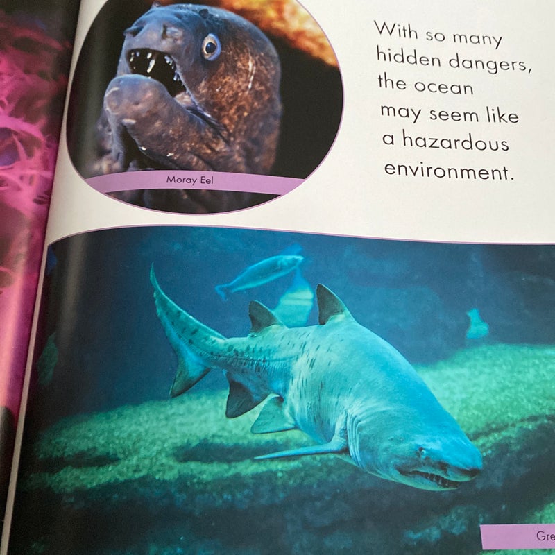The wonder of underwater animals