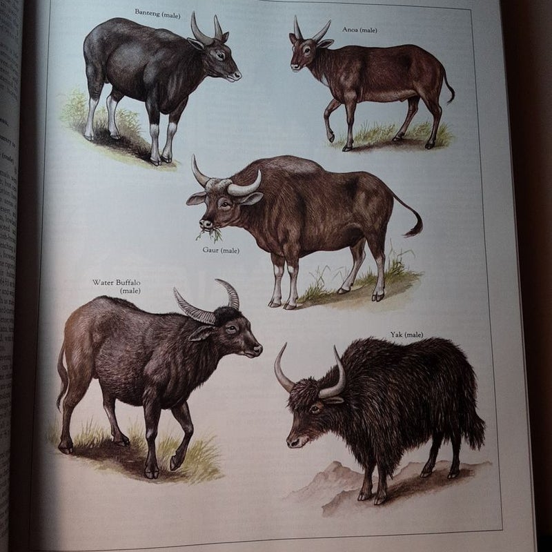 Macmillan Illustrated Animal Encyclopedia