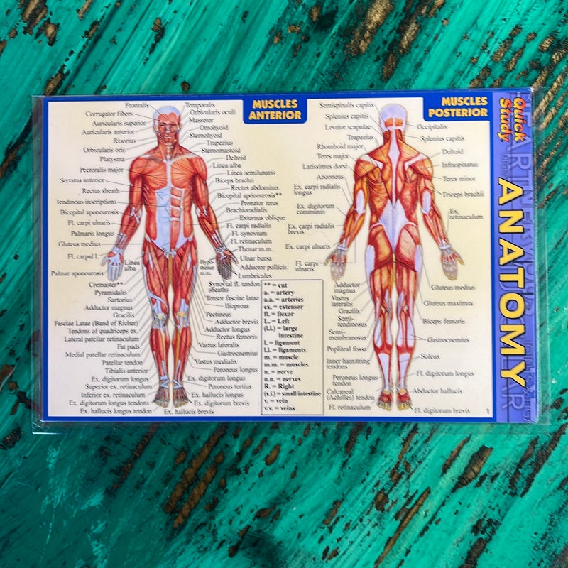 Anatomy - Pocket-Sized Reference Guide (4 X 6)