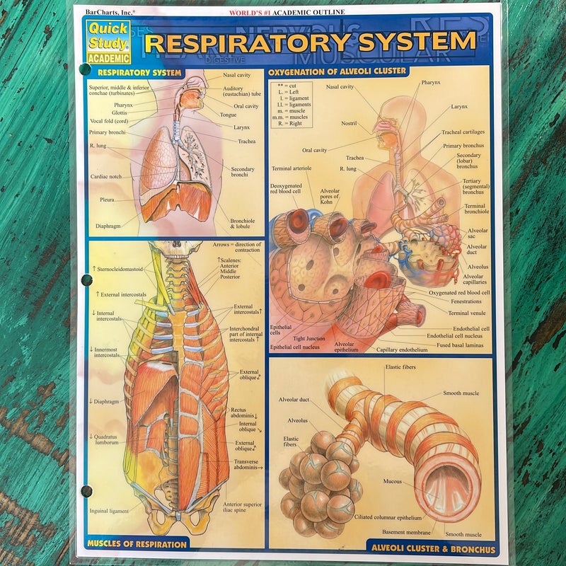 Respiratory System