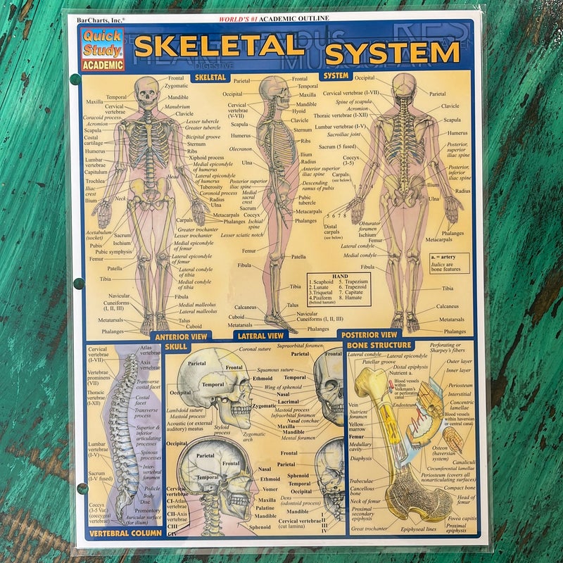 Skeletal System