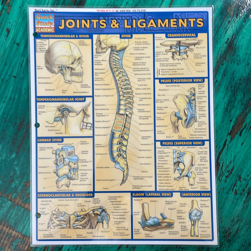 Joints and Ligaments