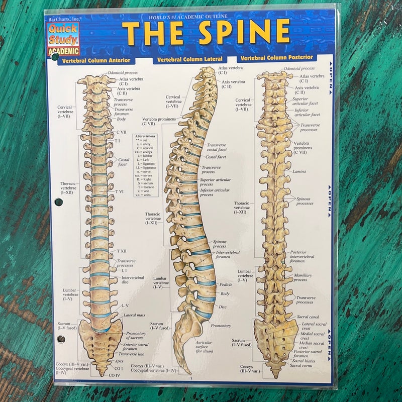 The Spine