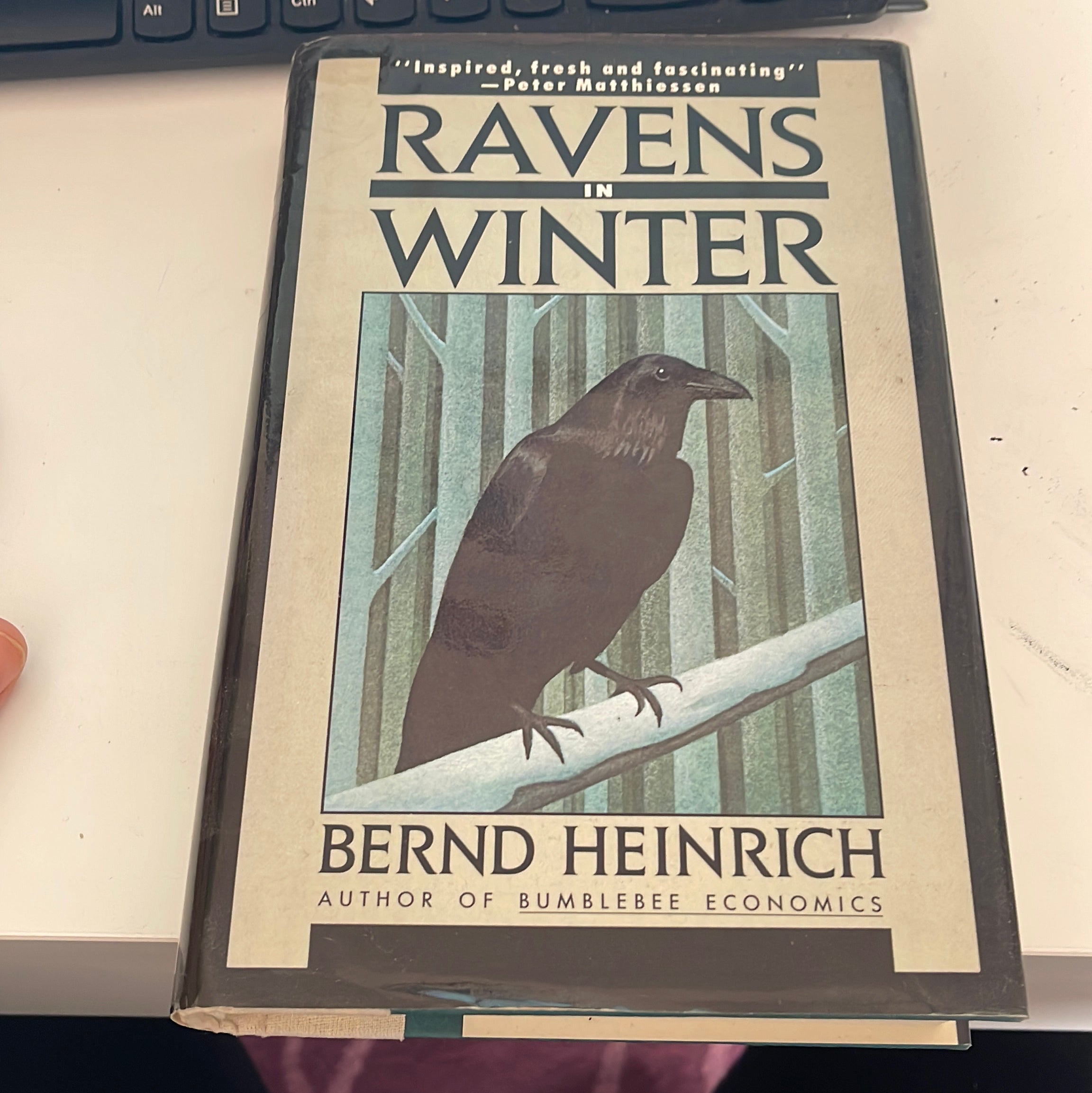 Ravens in Winter