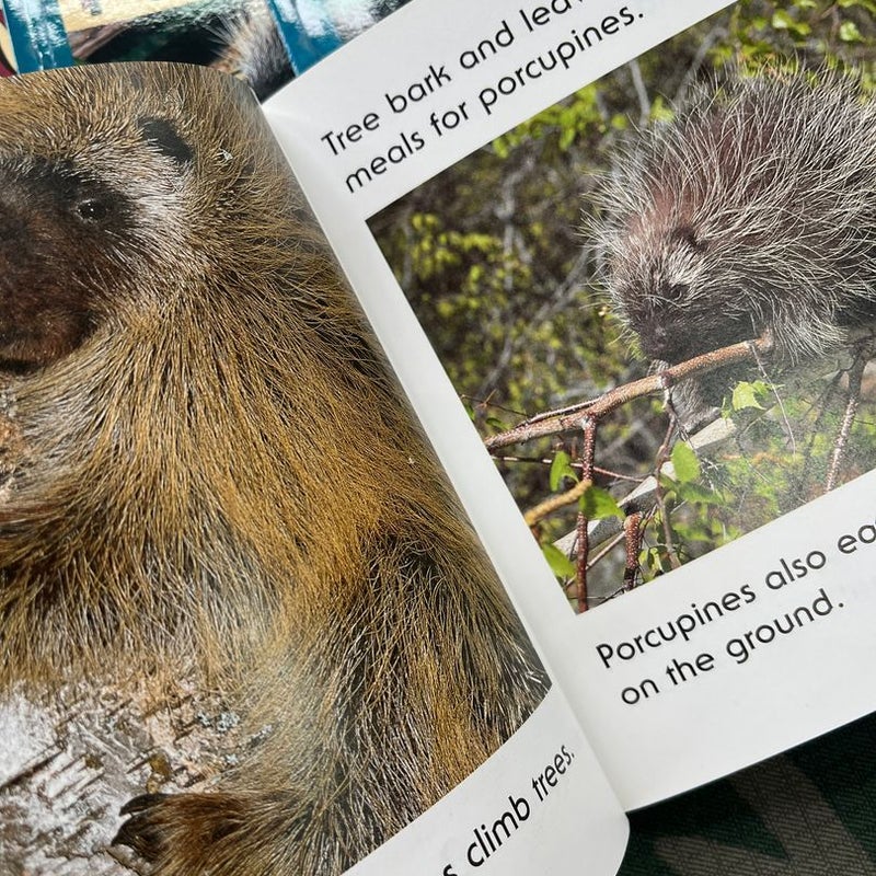 Prickly Porcupines