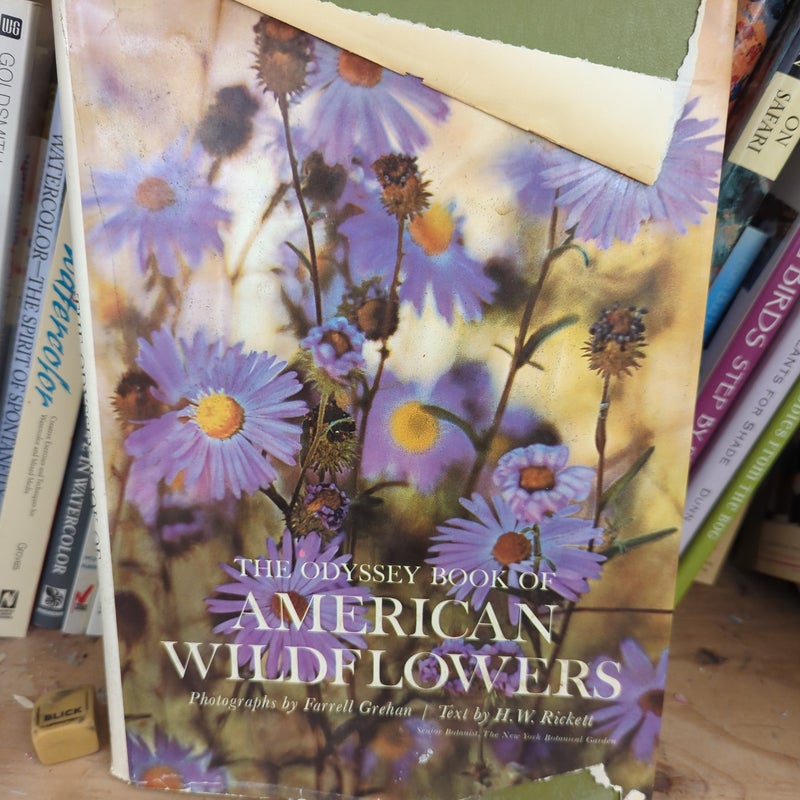 The Odyssey Book of American wildflowers