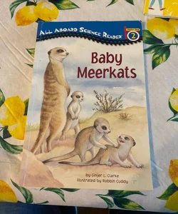 Baby Meerkats