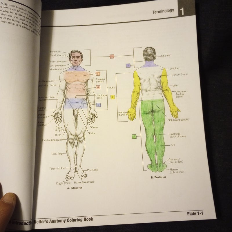 Netter's Anatomy Coloring Book Updated Edition