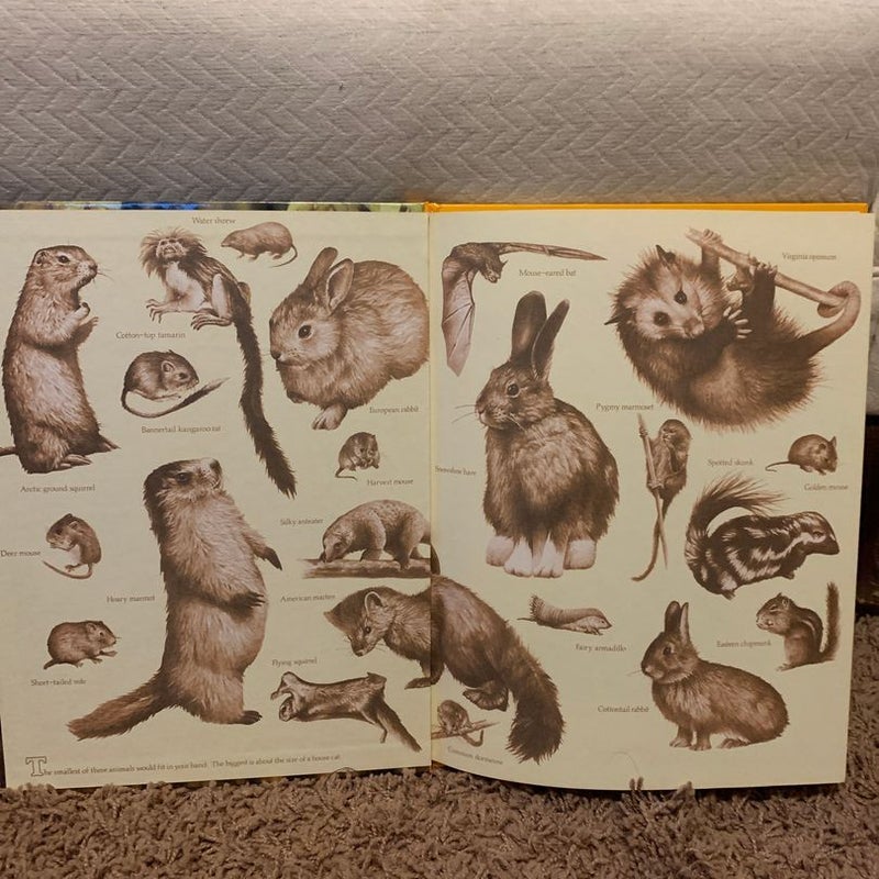 Creatures Small and Furry