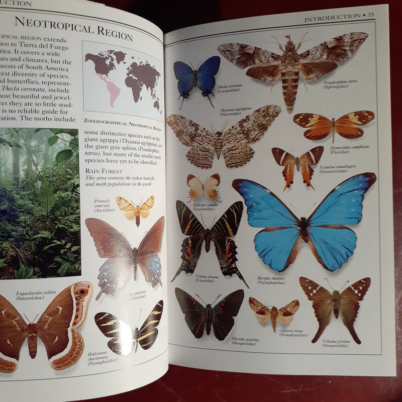 Butterflies and Moths