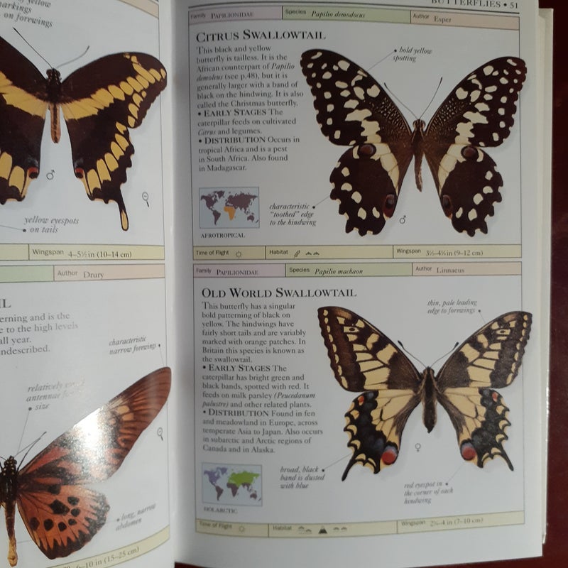 Butterflies and Moths