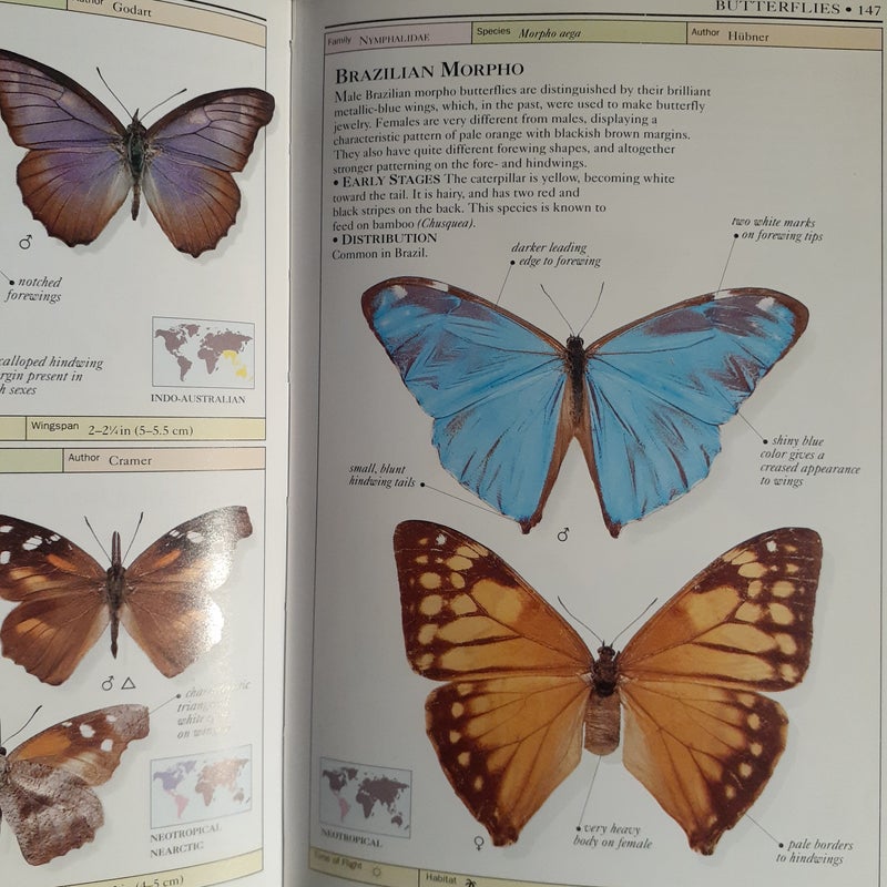 Butterflies and Moths