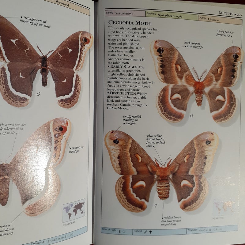 Butterflies and Moths