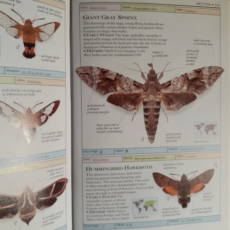 Butterflies and Moths