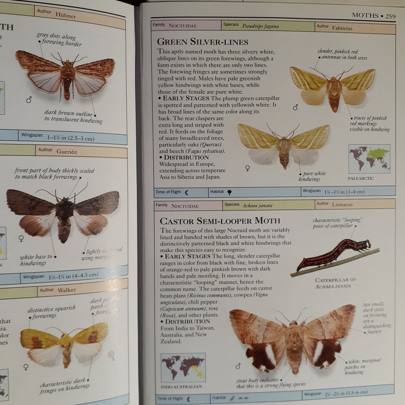 Butterflies and Moths