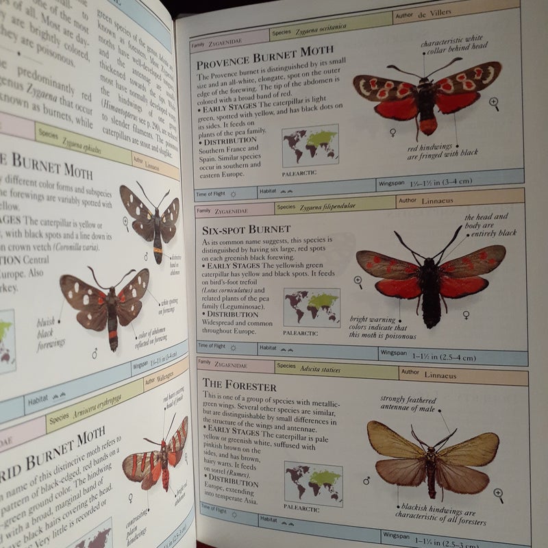 Butterflies and Moths