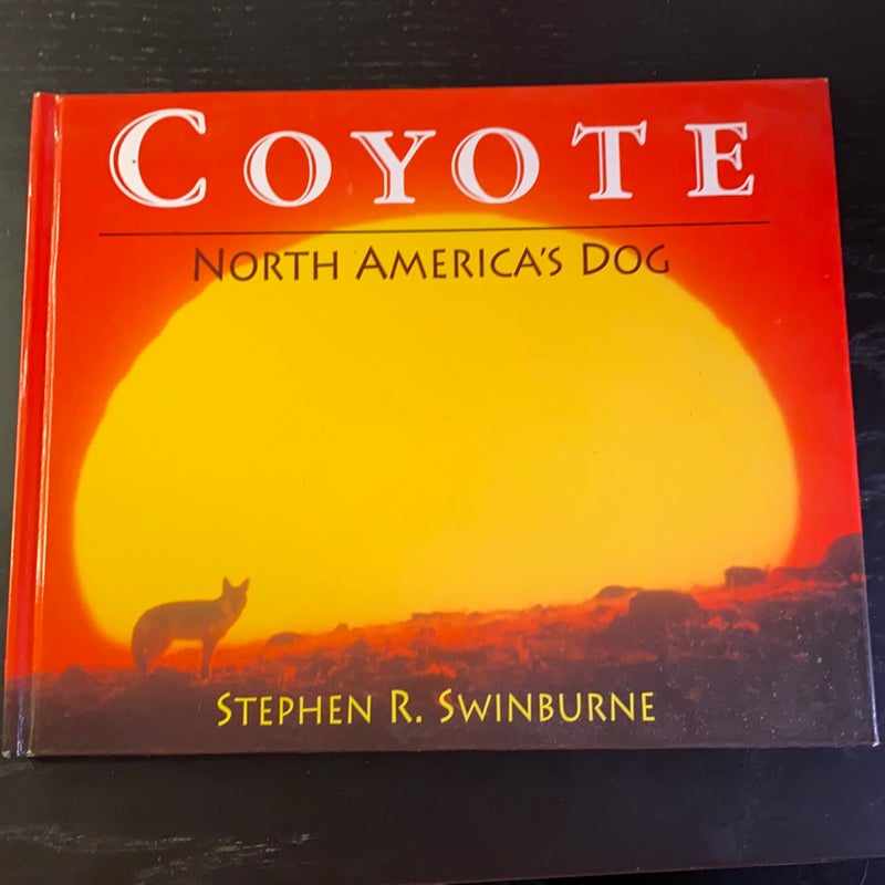 Coyote