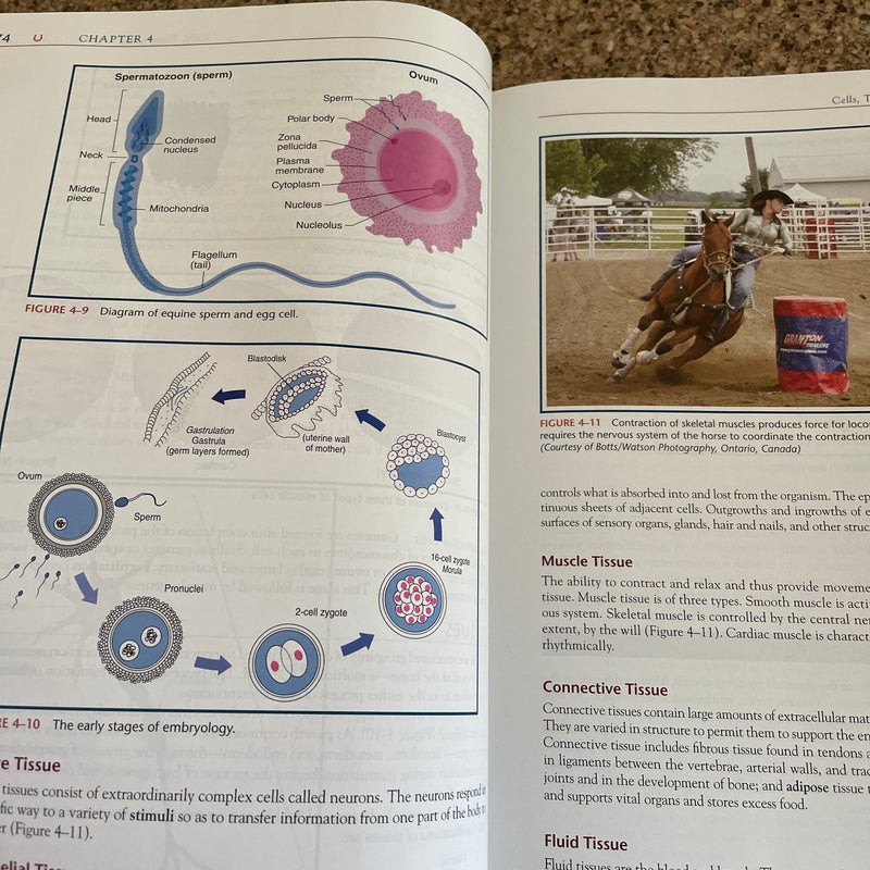 Equine Science