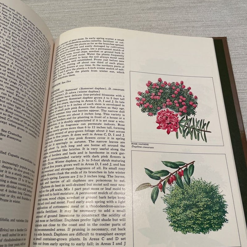 Evergreens